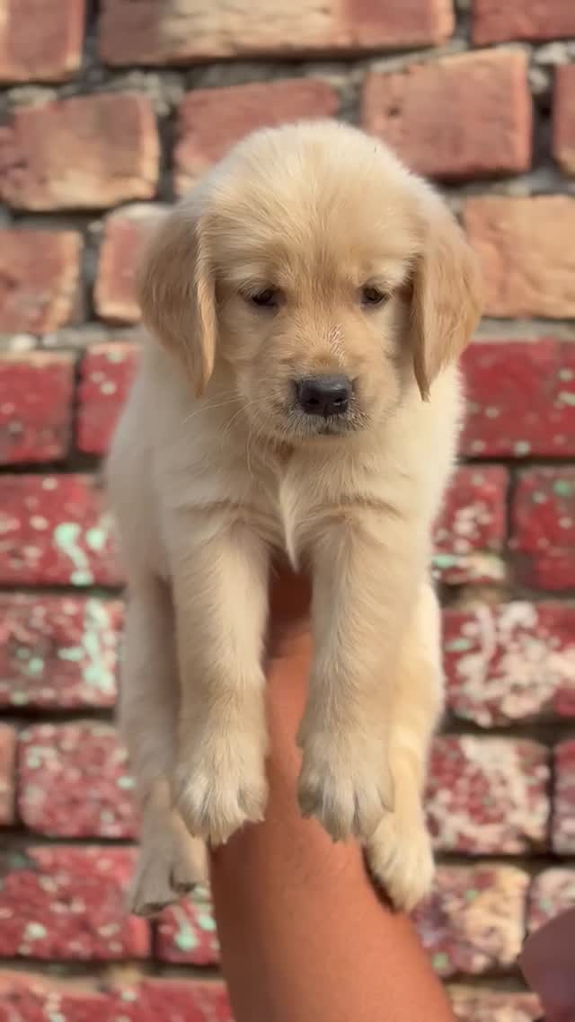 Golden Retriever, farm video
