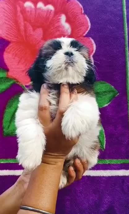 Shih Tzu Puppy Brown & White, farm video