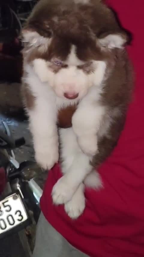 Siberian Husky Puppy | White Color, farm video
