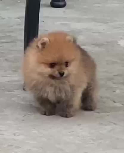 Orignal Toy Pom Puppy | Teacup Pom, farm video