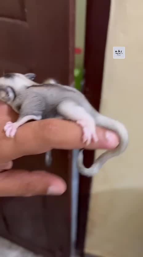 Sugar Glider | Grey, farm video