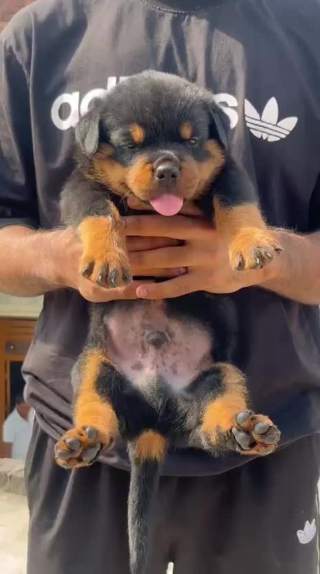 Rottweiler Puppy, farm video