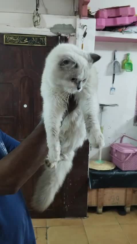 Ragdoll Kittens, farm video