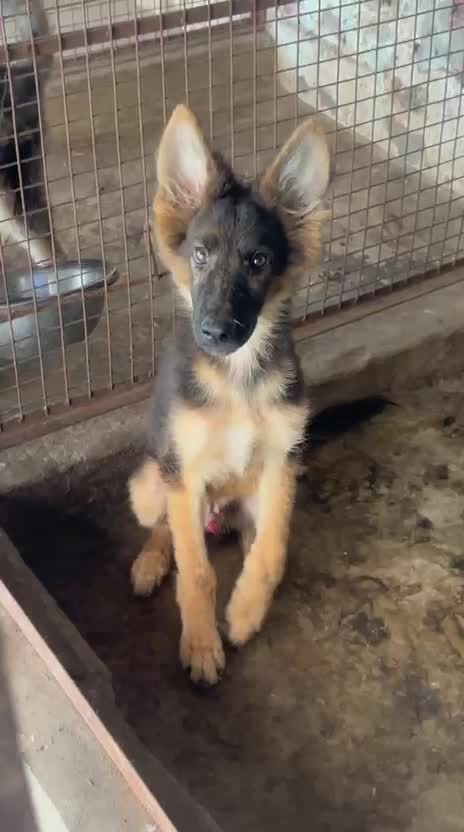 German Shepherd Puppy | Pure White, farm video