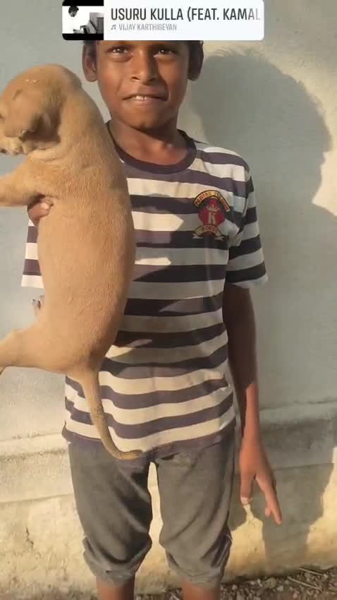 Chippiparai Puppy, farm video