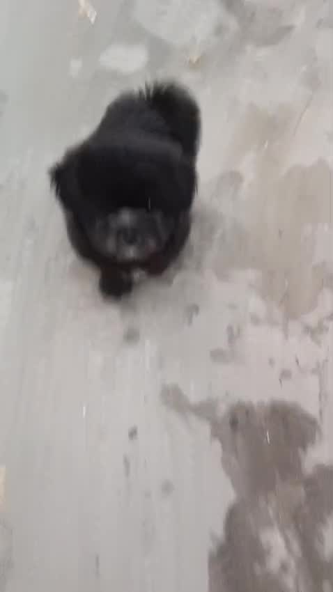 Shih Tzu | Black Color, farm video