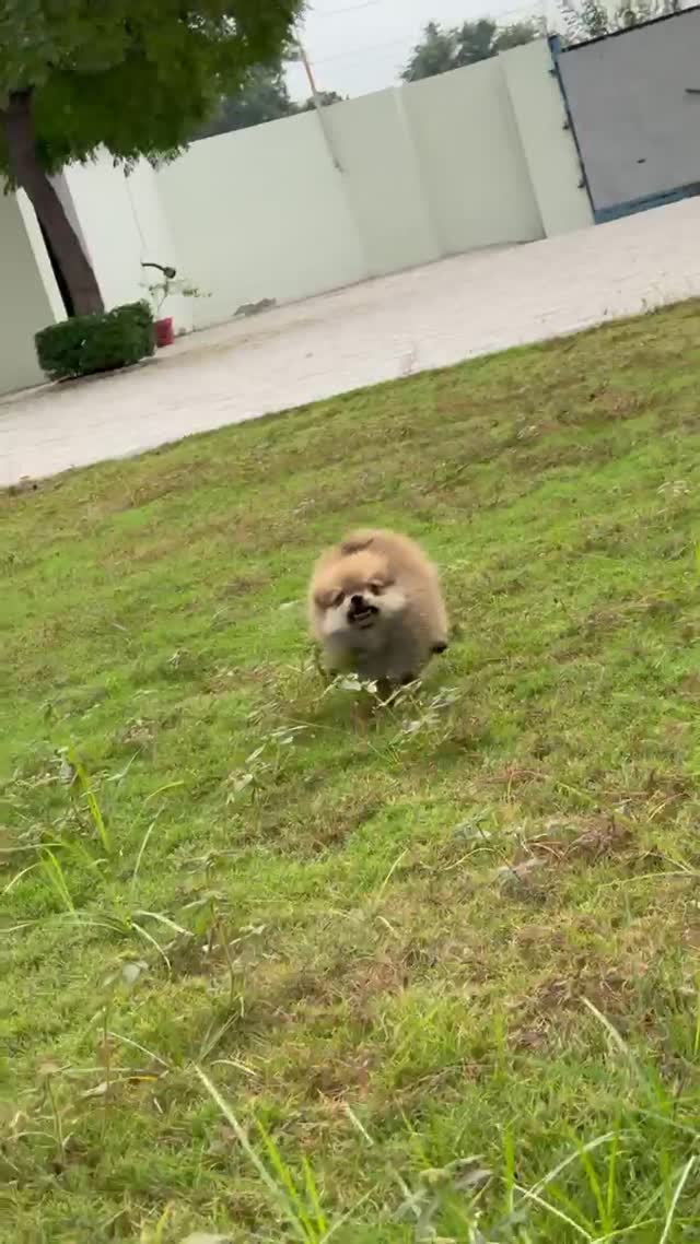 Toy Poodle Puppy, farm video