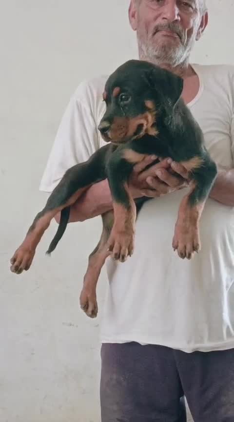 Rottweiler Puppy, farm video