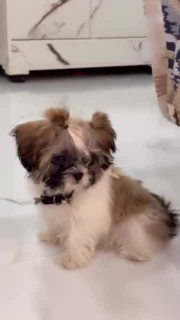 Shih Tzu | Black Color, farm video