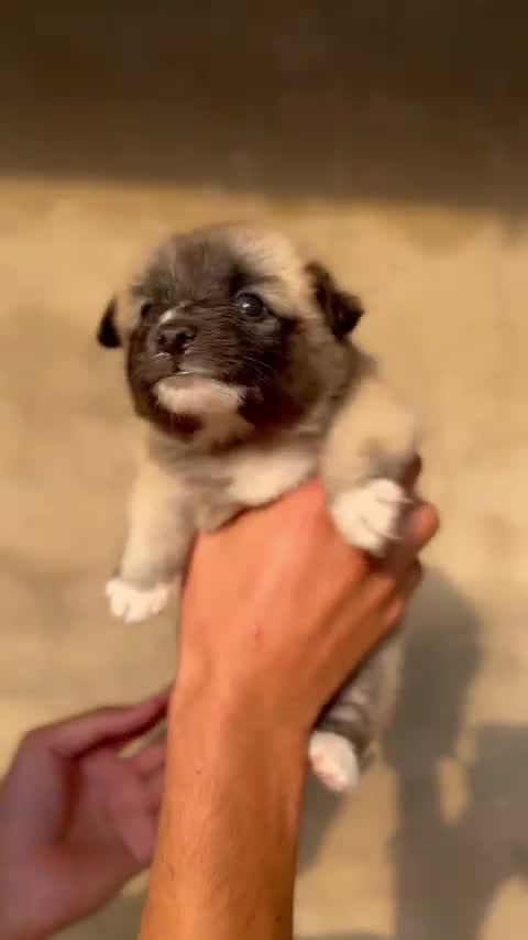 Culture Pom Puppy, farm video