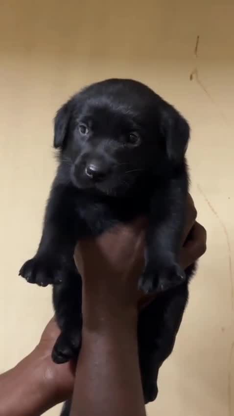 Persian, farm video