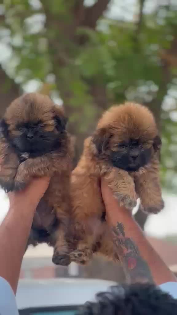 Shih Tzu | Tri Color Puppy, farm video