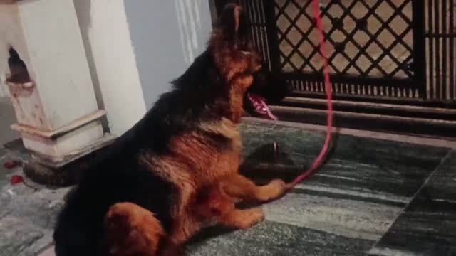 German Shepherd Puppy | Pure White, farm video