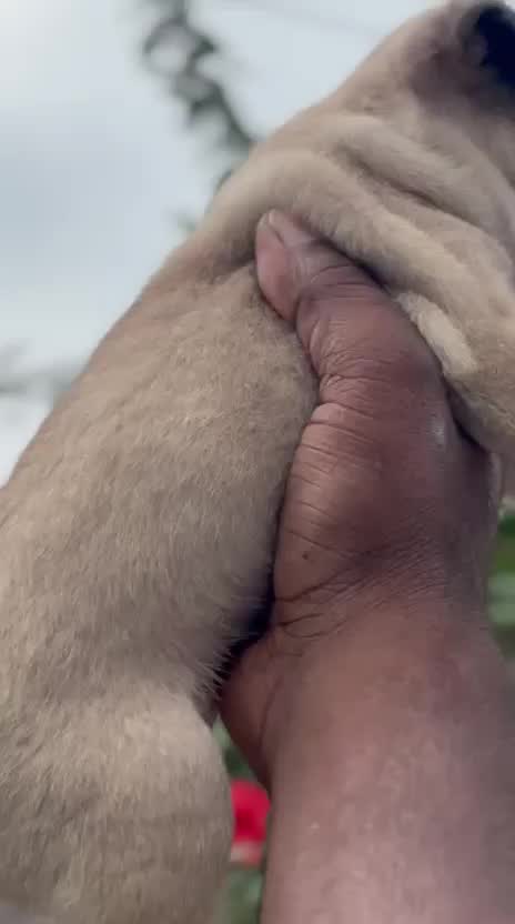 Pug Puppy | Apricot Color, farm video