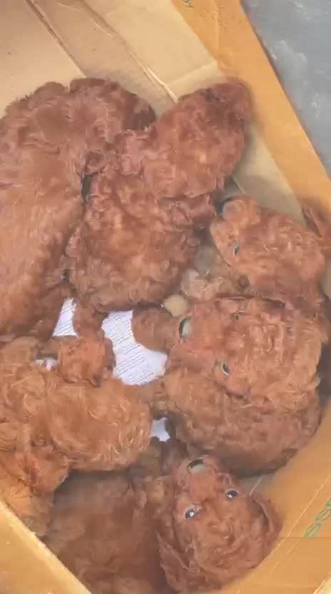 Standard Poodle Puppy, farm video