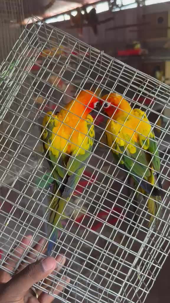 Sun Conure, farm video