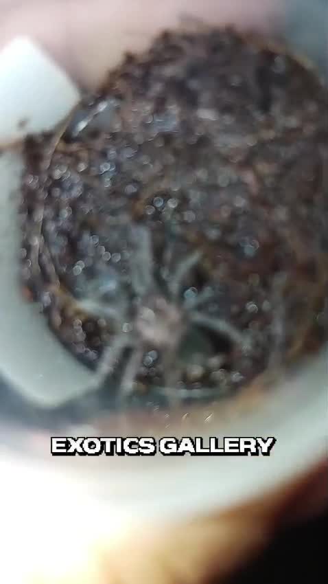 Tarantula, farm video