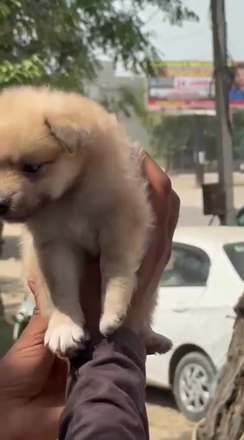 Culture Pom Puppy, farm video