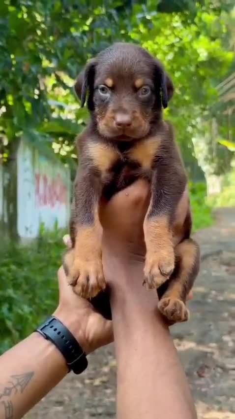Dachshund Puppy, farm video