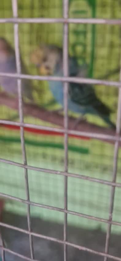 Hogoromo Budgies, farm video