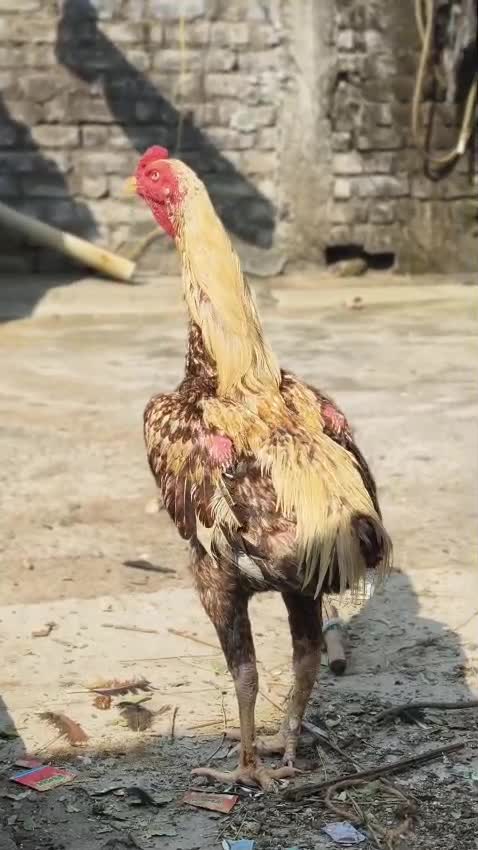 Java Sparrow, farm video