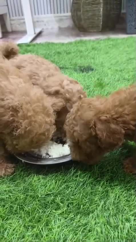 Toy Poodle Puppy, farm video