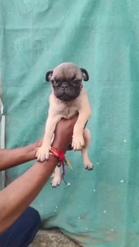 Pug Puppy | Apricot Color, farm video