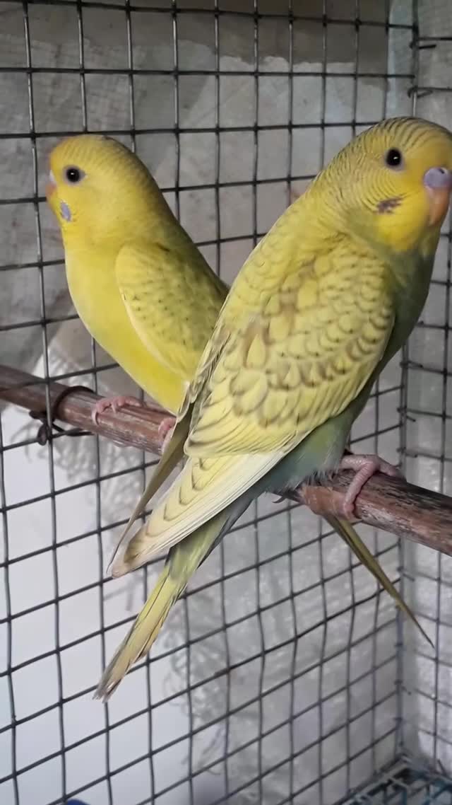 Budgies, farm video