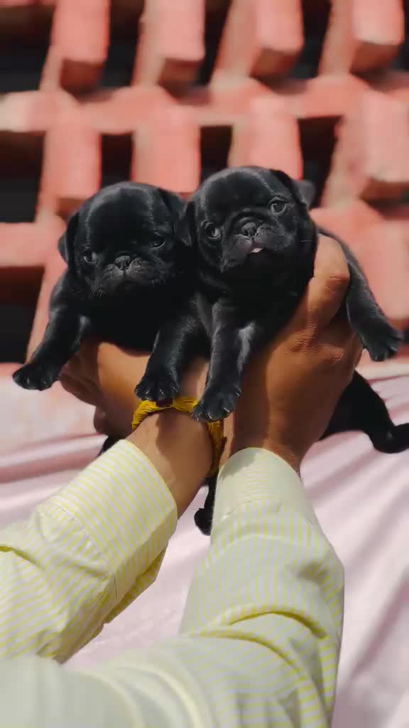 Pug Puppy | Black Color, farm video