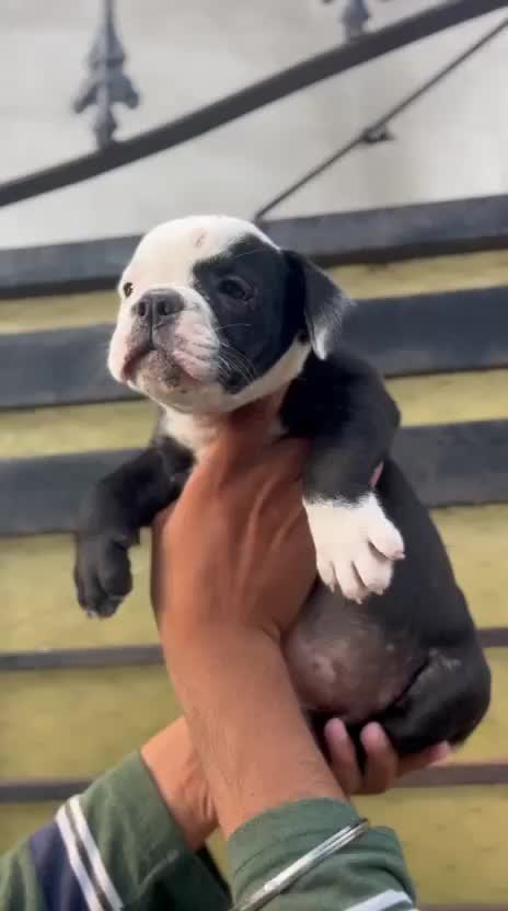 American Bully Pocket Size Puppy, farm video