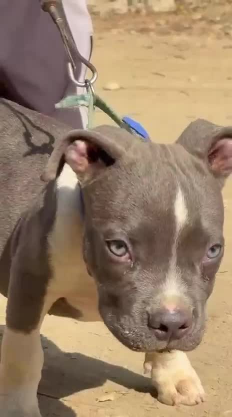 American Bully Pocket Size Puppy, farm video