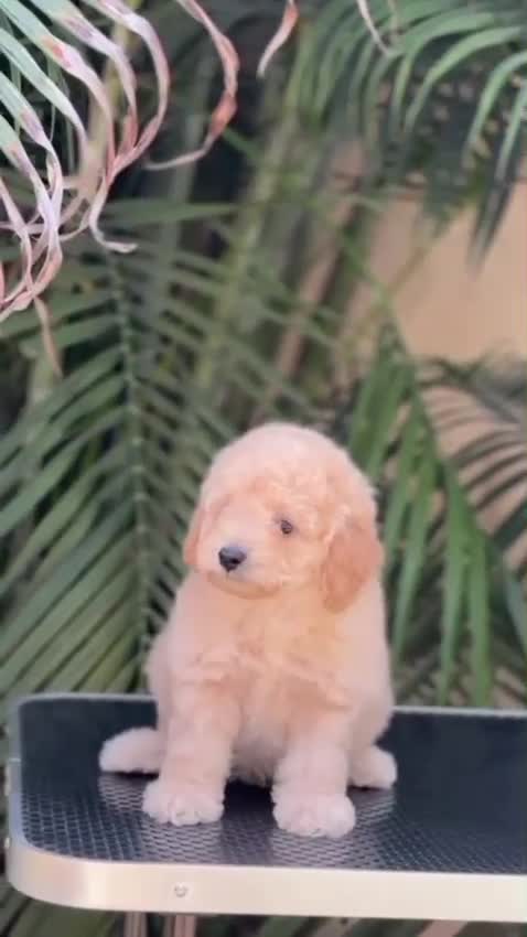 Toy Poodle Puppy, farm video