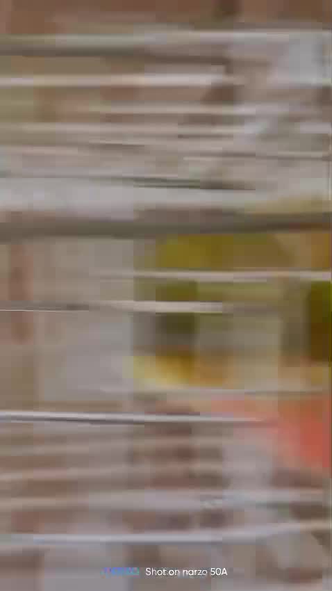 Pineapple Headed Conure, farm video