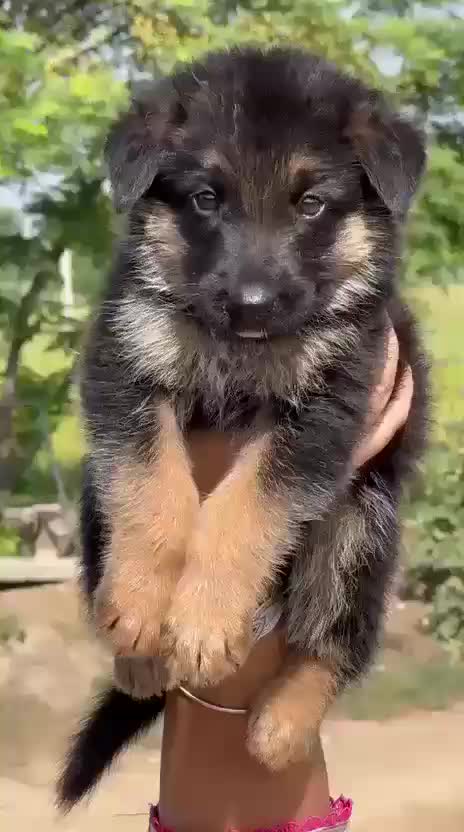 German Shepherd Puppy, farm video