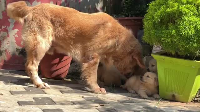 Golden Retriever, farm video