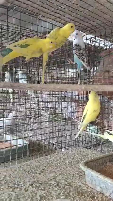 Budgies, farm video