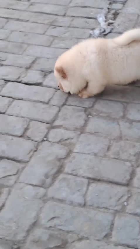 Chow Chow Puppy | White Color, farm video