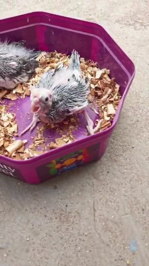 Cockatiel, farm video