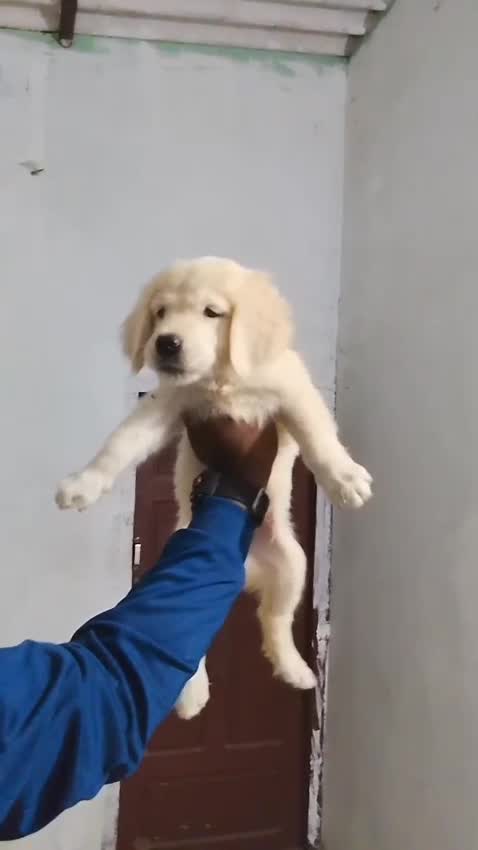 Golden Retriever, farm video