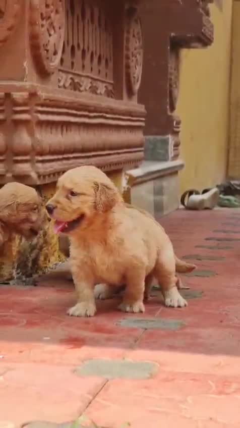 Golden Retriever, farm video
