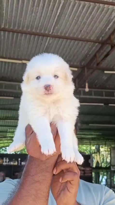 Culture Pom Puppy, farm video