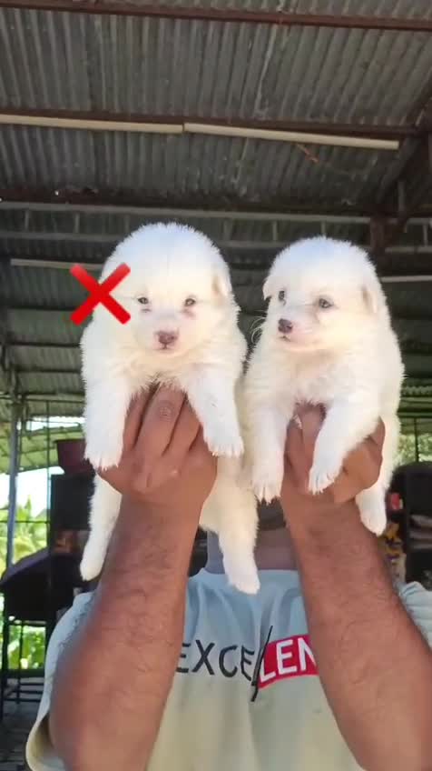 Culture Pom Puppy, farm video