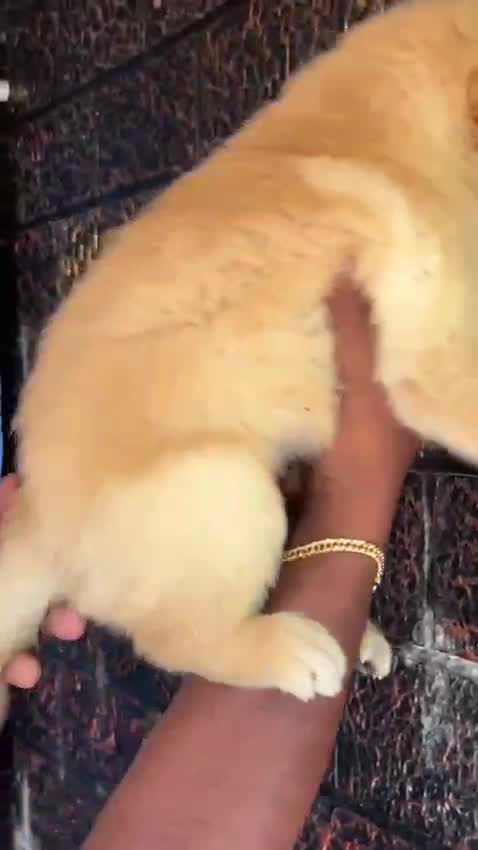 Golden Retriever, farm video