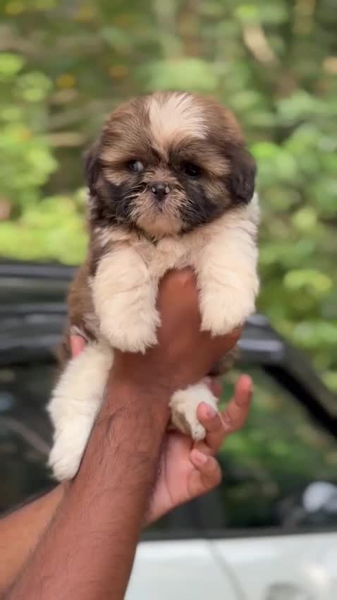 Shih Tzu | Black Color, farm video