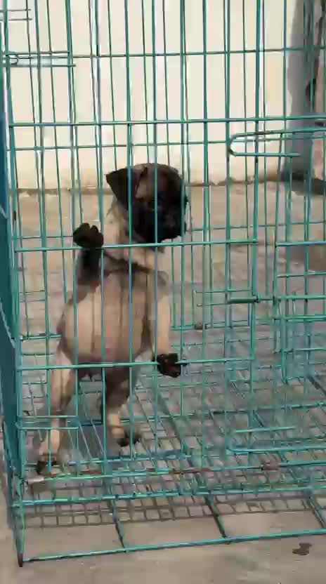 Pug Puppy | Black Color, farm video