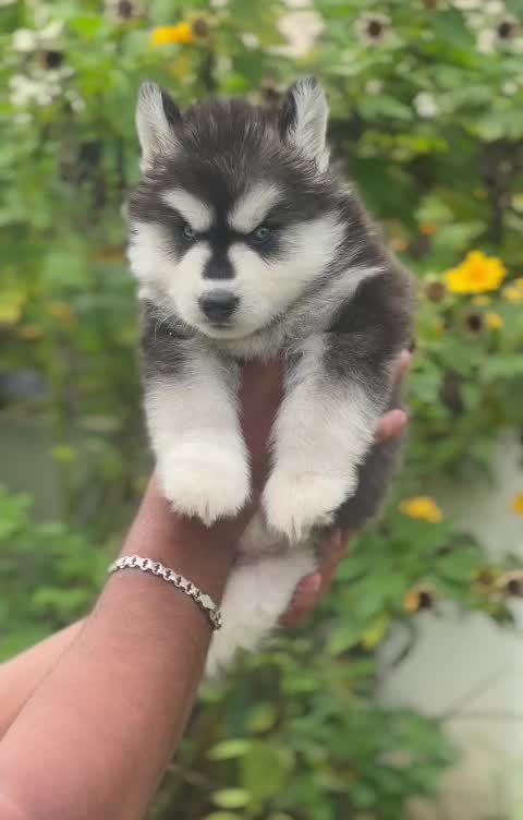 Siberian Husky Puppy | White Color, farm video