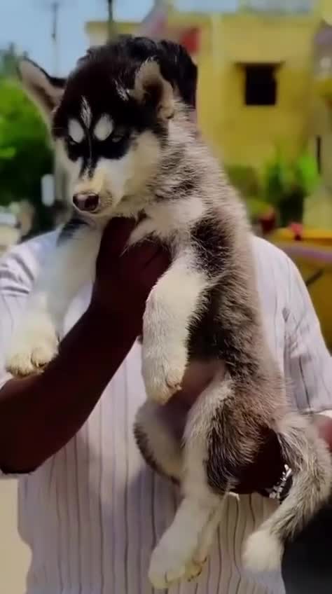 Siberian Husky Puppy | White Color, farm video