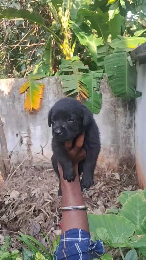 Beagle Black & Tan Puppy, farm video