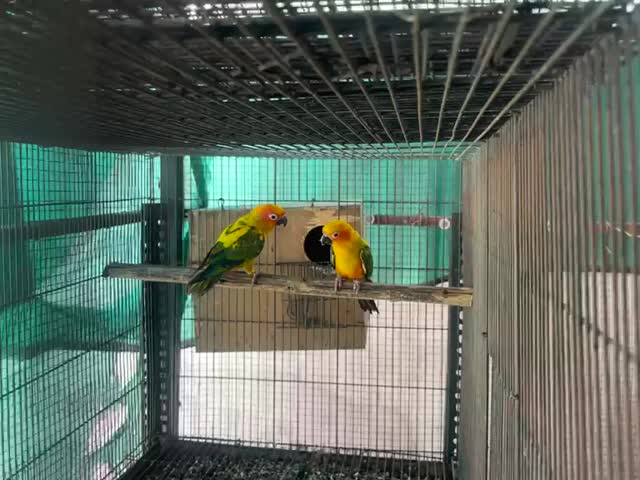 Sun Conure, farm video