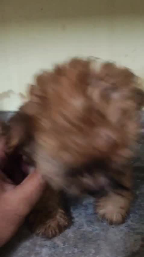 Dachshund Puppy, farm video